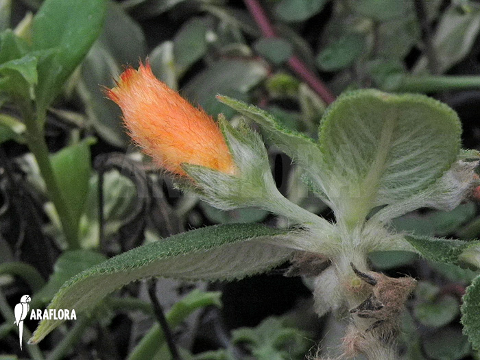 Nematanthus species C ‘Brazil’