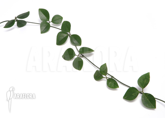 Neoalsomitra sarcophylla