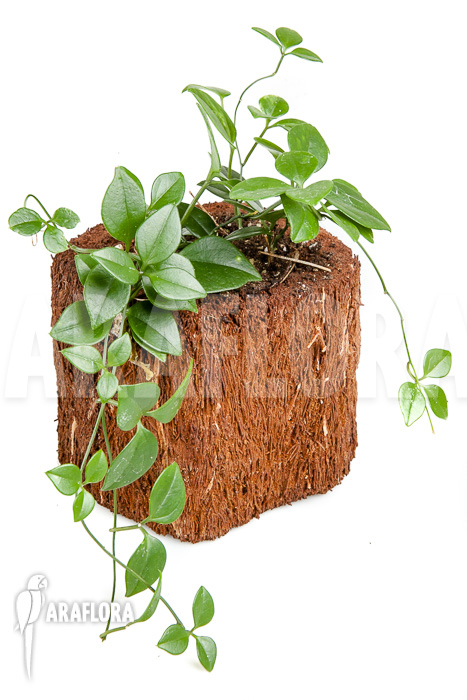 Neoalsomitra sarcophylla