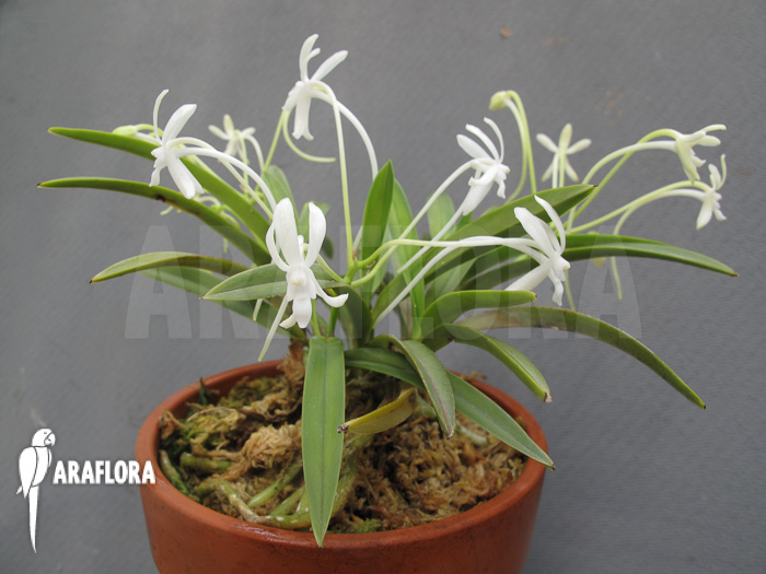 Neofinetia falcata flower