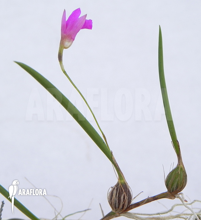 Neolauchea pulchella ‘Isabelia pulchella’