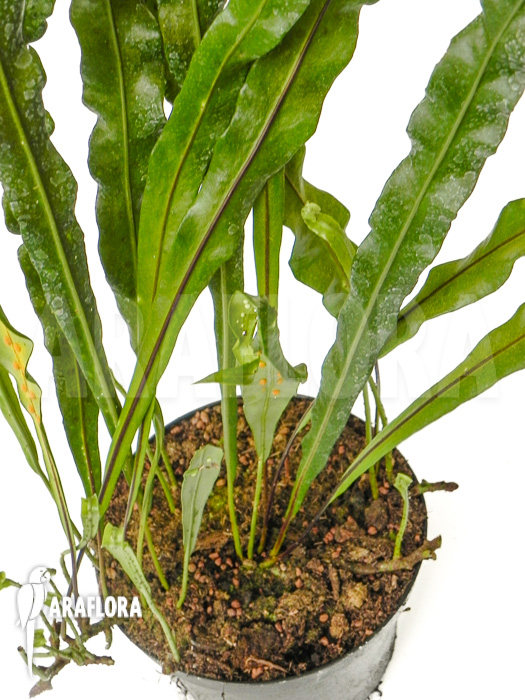 Neolepisorus lancifolius