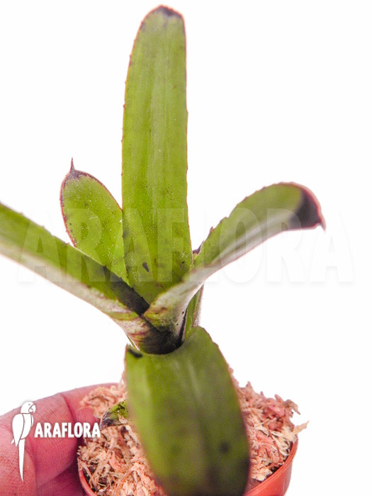 Neoregelia dungsiana ‘Starter’