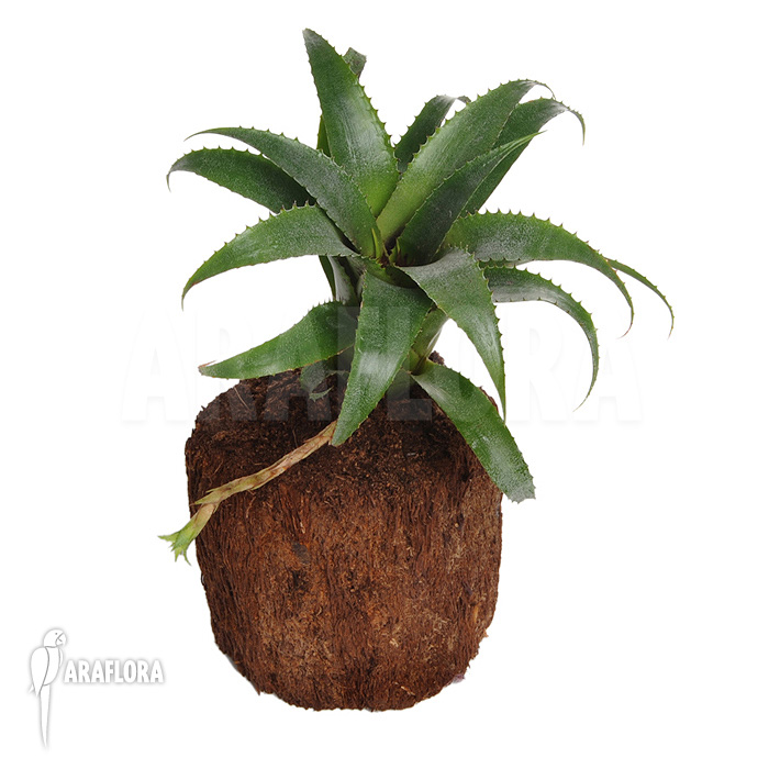Neoregelia moorena
