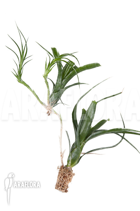 Neoregelia pauciflora ‘Starter’