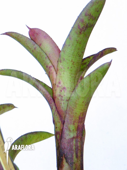 Neoregelia roethii
