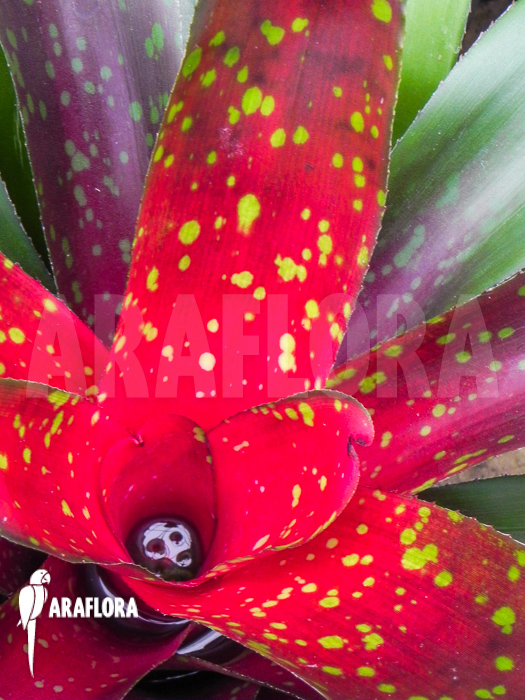Neoregelia-royal-burgundy-x-fireball-x-close-2