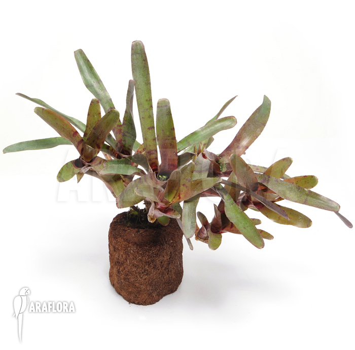 Neoregelia rubrifolia