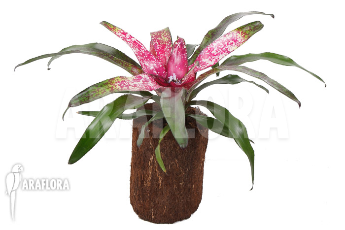 Neoregelia x ‘Pink Dots’
