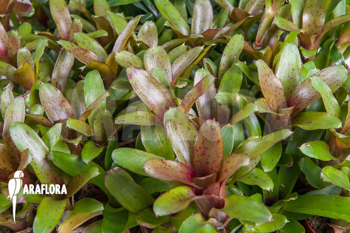 Neoregelia ‘Chiquita Linda’