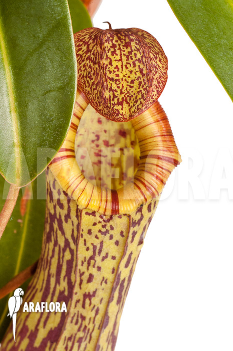 Nepenthes ‘Art Vogel’