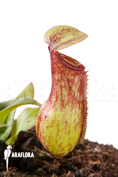 Nepenthes x ‘Gaya’ ‘S’