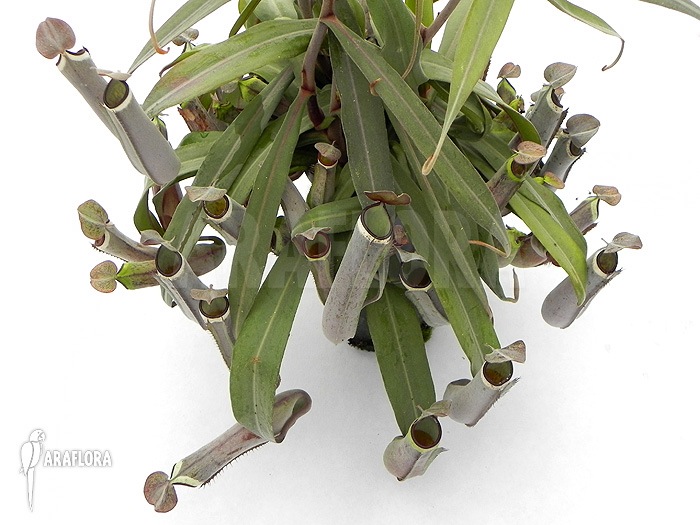 Nepenthes albo-marginata ‘Grey’