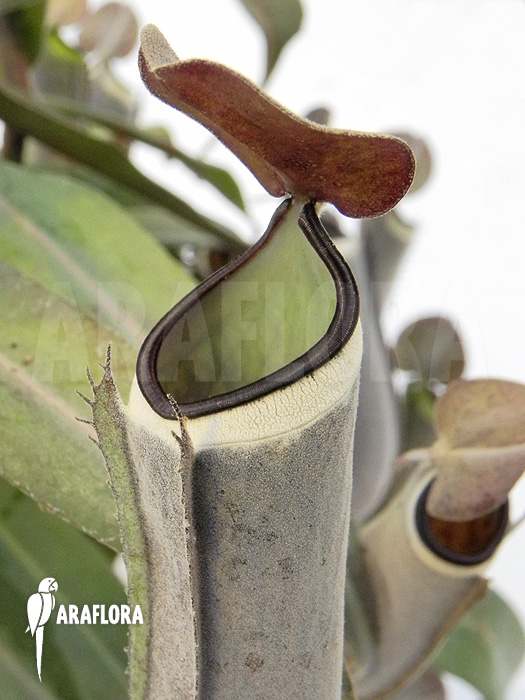 Nepenthes albo-marginata ‘Grey’