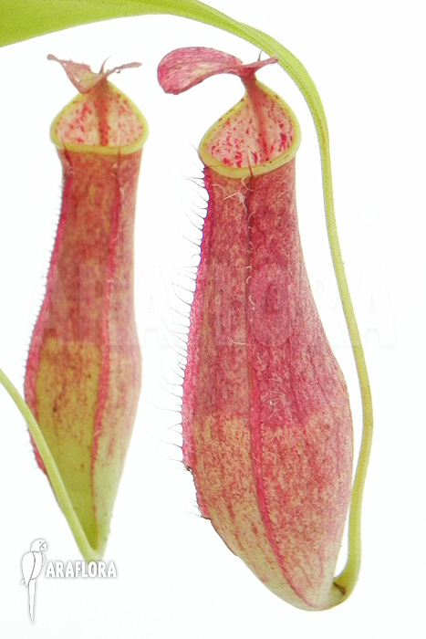 Nepenthes gracilis
