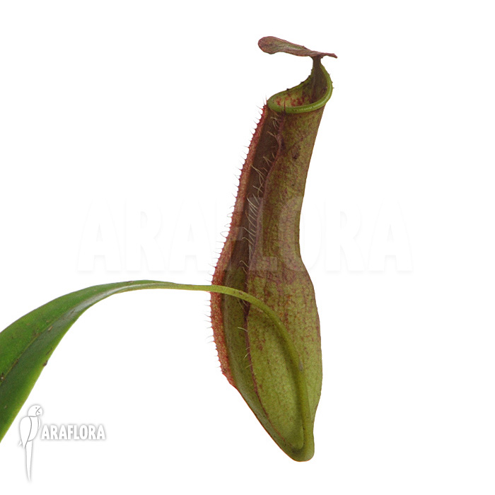 Nepenthes gracilis
