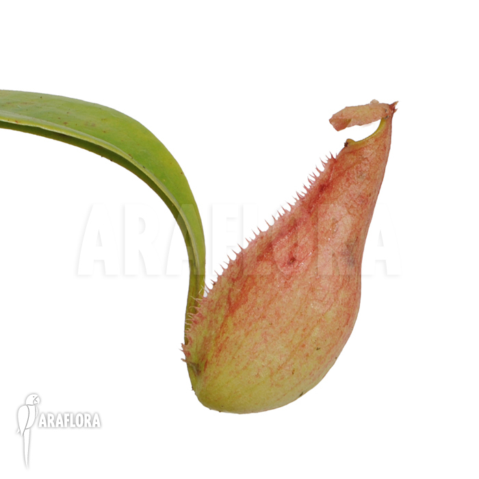 Nepenthes madagascariencis