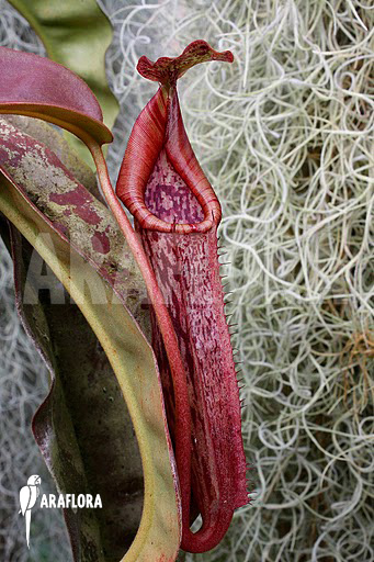 Nepenthes maxima