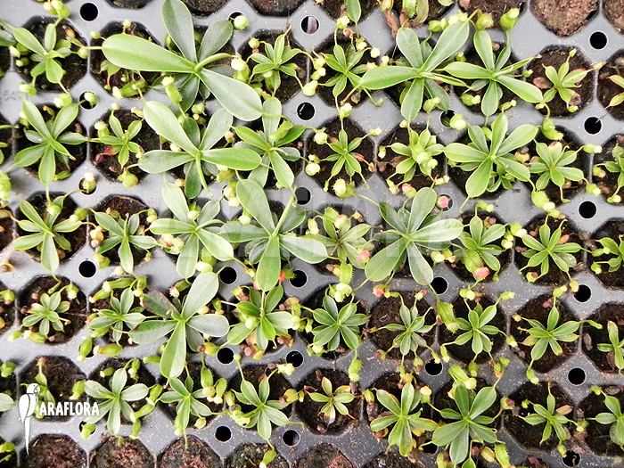 Nepenthes pervillei seedling