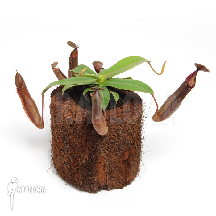 Nepenthes sanguinea