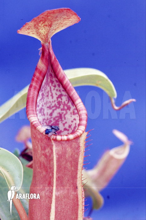 Nepenthes sanguinea
