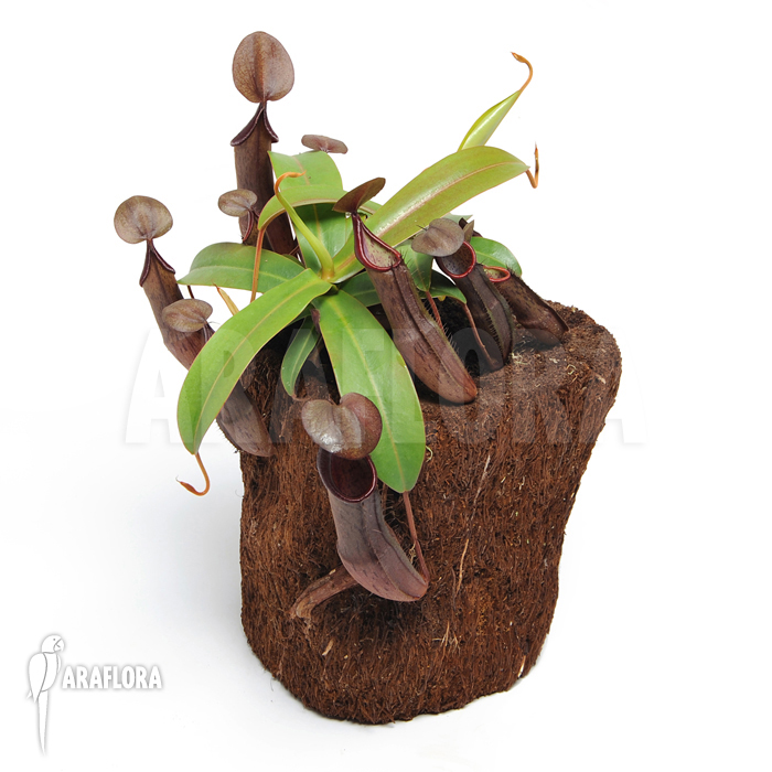 Nepenthes sanguinea ‘L’