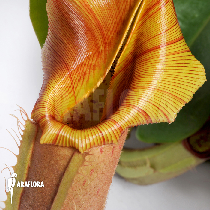 Nepenthes veitchii