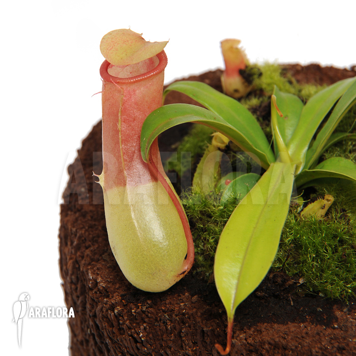 Nepenthes ventricosa ‘Alba’ ‘M’