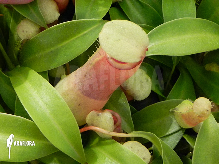 Nepenthes ventricosa ‘Alba’ ‘S’