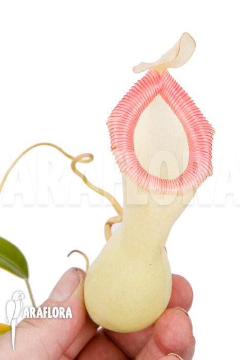 Nepenthes ventricosa ‘Porcelain’ ‘Alba’