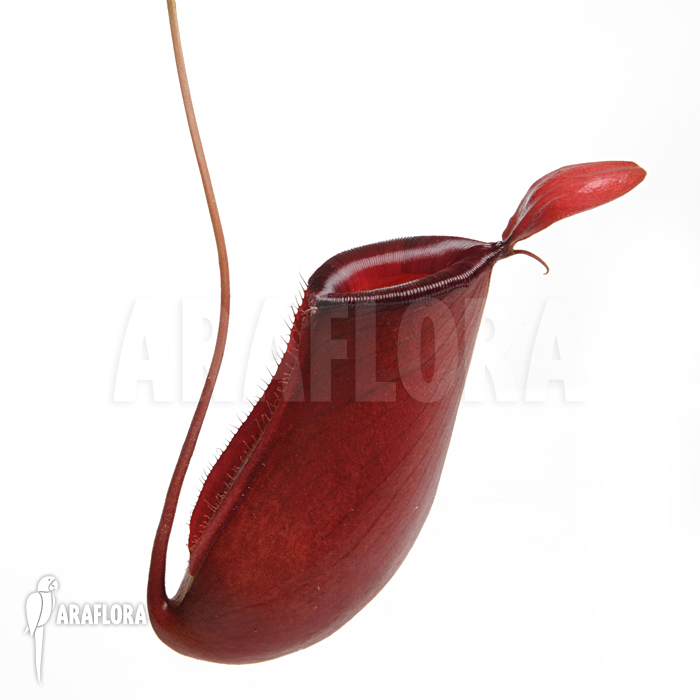 Nepenthes x ‘Bloody Mary’