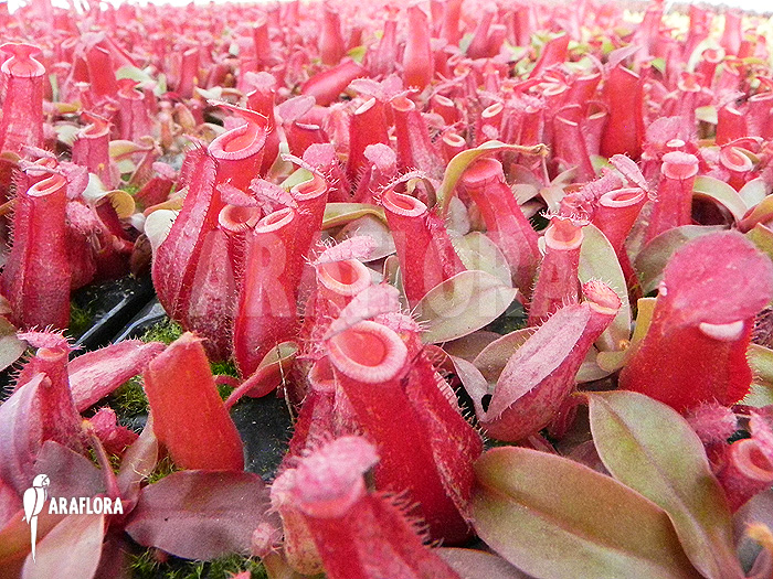 Nepenthes x ‘Bloody Mary’ ‘S’
