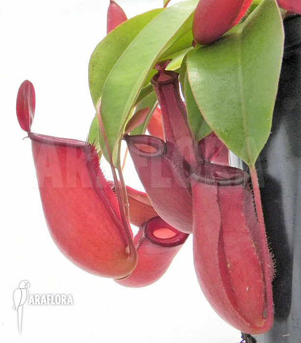Nepenthes x ‘Bloody Mary’ ‘XL’