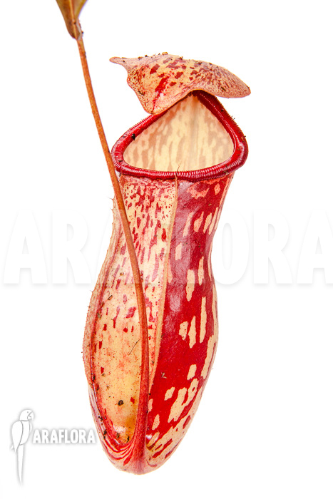 Nepenthes x ‘Gaya’