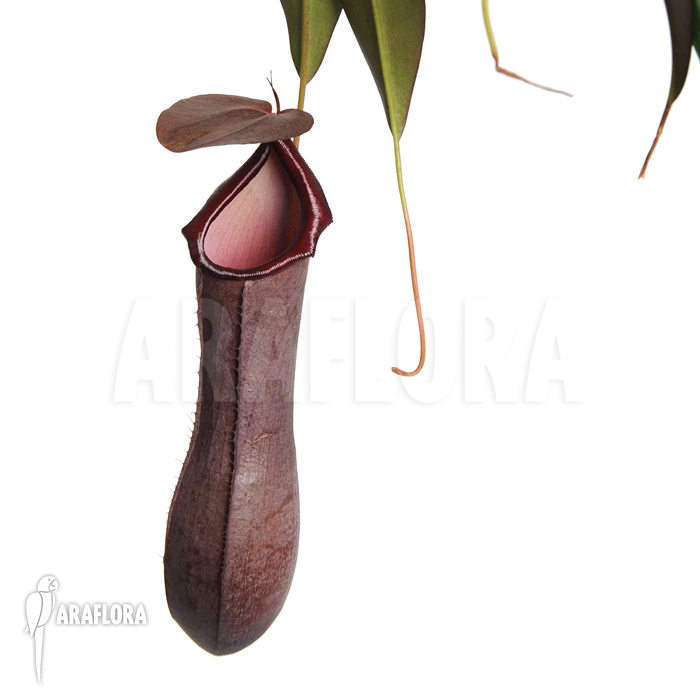 Nepenthes x ‘Rebecca Soper’