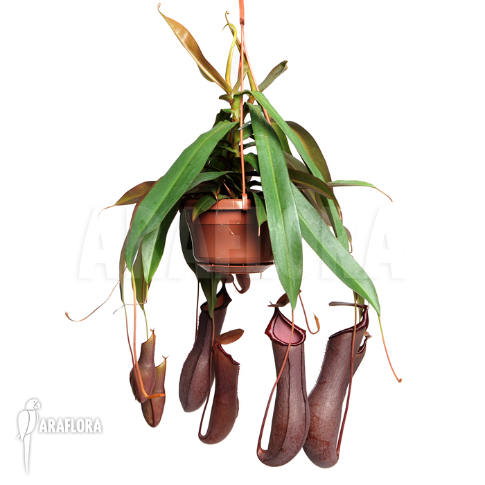 Nepenthes x ‘Rebecca Soper’