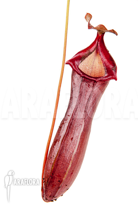 Nepenthes x Rob (Nepenthes robcantleyi x Nepenthes ventricosa)