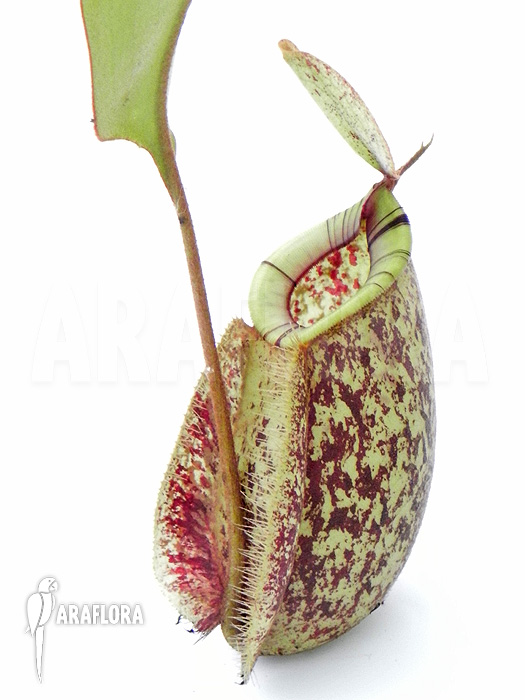 Nepenthes x hookeriana ‘Dark’