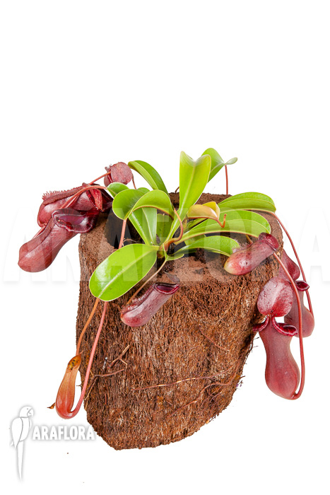 Nepenthes x lowii x ventricosa
