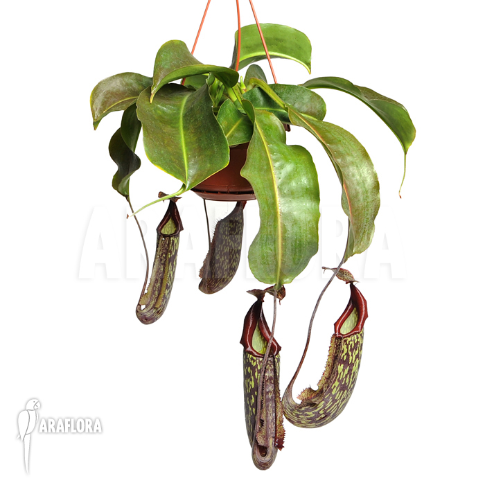 Nepenthes x maxima ‘Hybride’
