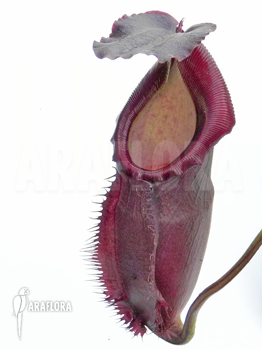 Nepenthes x singalana x ventricosa ‘L’