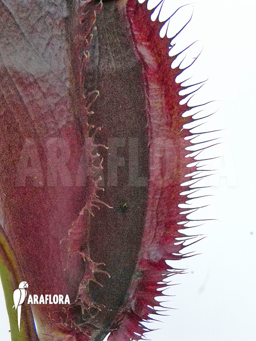 Nepenthes x singalana x ventricosa ‘L’