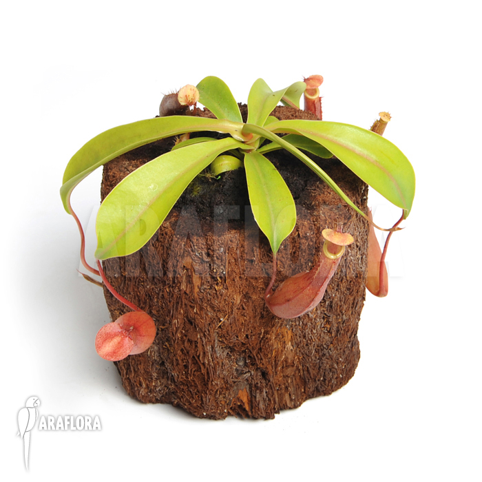 Nepenthes x ventrata