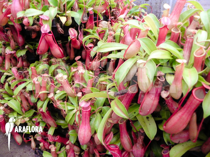Nepenthes x ventrata