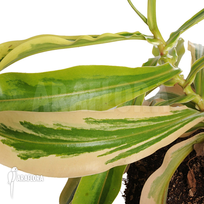 Nepenthes x ventrata ‘Variagated’