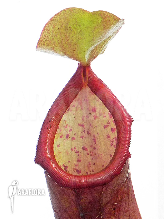 Nepenthes x ‘Linda’