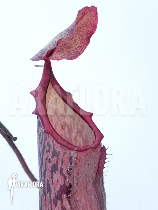Nepenthes x ‘Pink Panther’