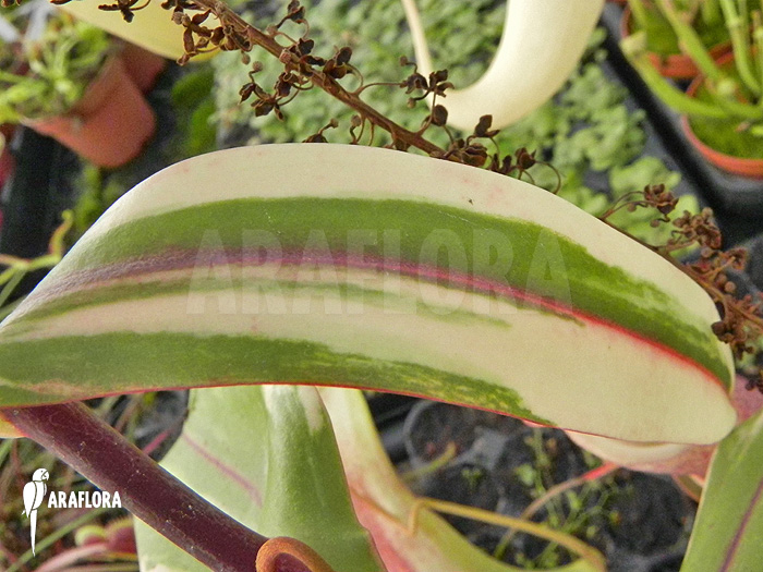 Nepenthes x ‘Snow Soper’