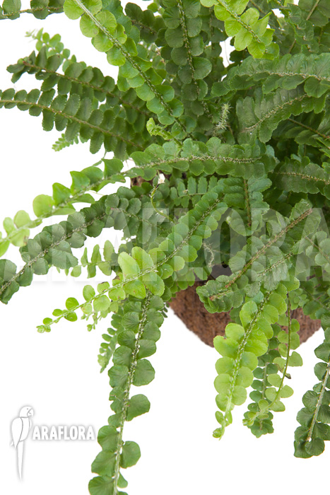 Nephrolepis cordifolia ‘Duffii’