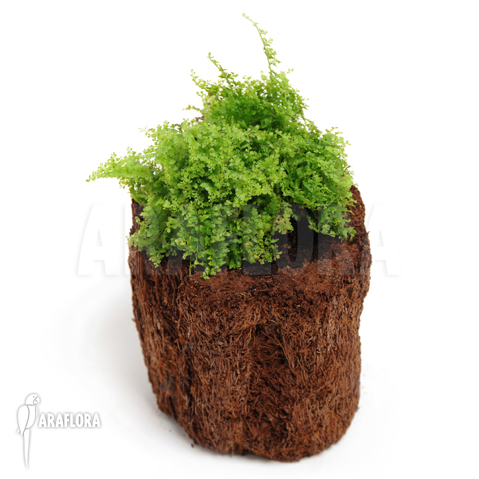 Nephrolepis exaltata ‘Marisa’